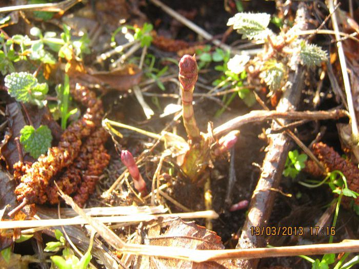 IMG_1222 - Vine vine primavara