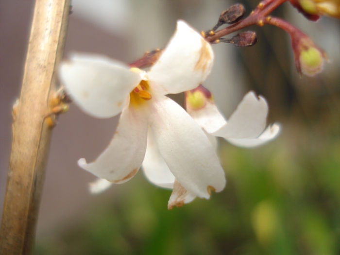 Abeliophyllum distichum, Forsythia alba - Gradinuta in 2013