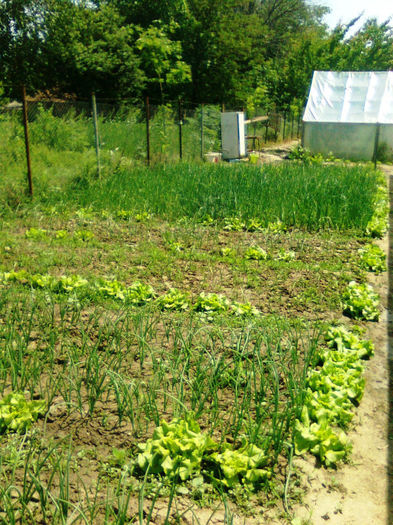 in gradina - solarii dichiseni 2012