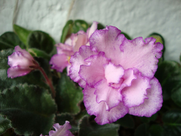 DSC06774 - Violete 2013
