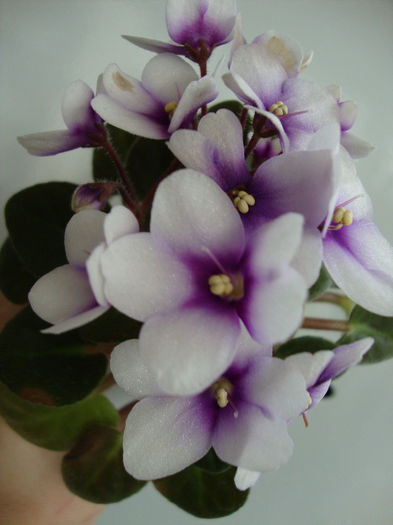 DSC06776 - Violete 2013