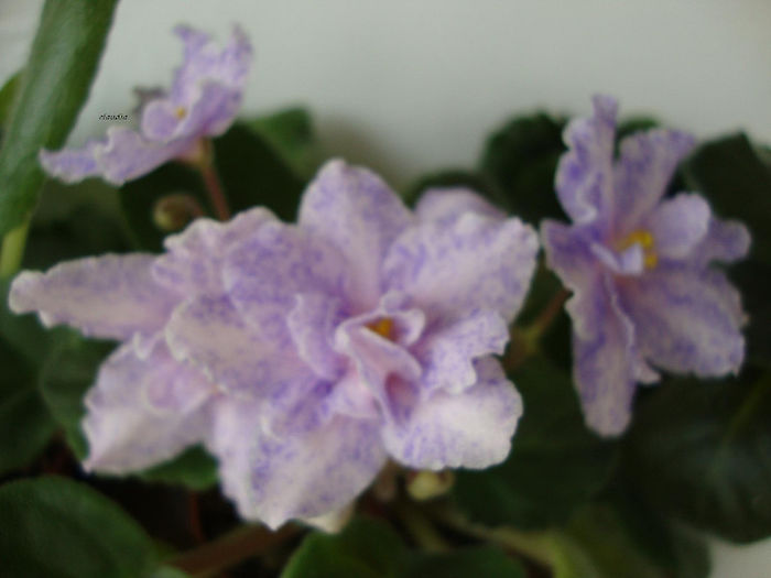 DSC06783 - Violete 2013
