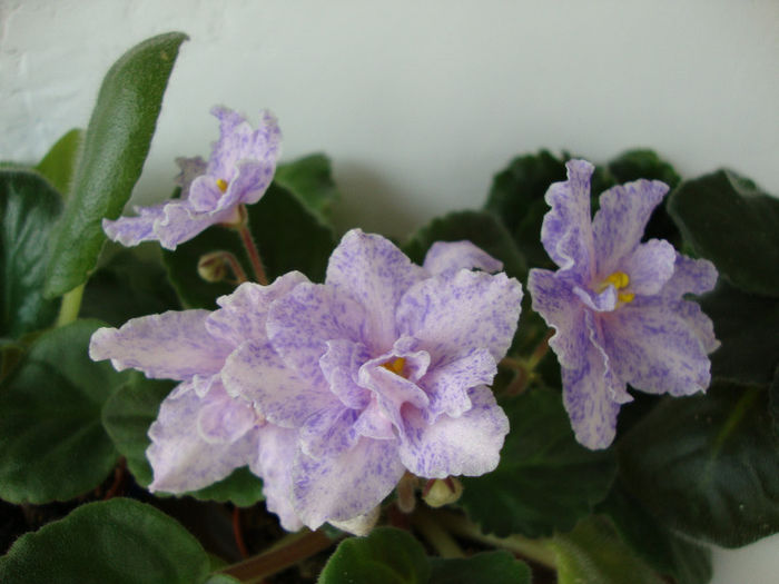 DSC06784 - Violete 2013