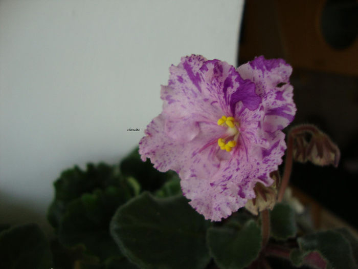 DSC06785 - Violete 2013