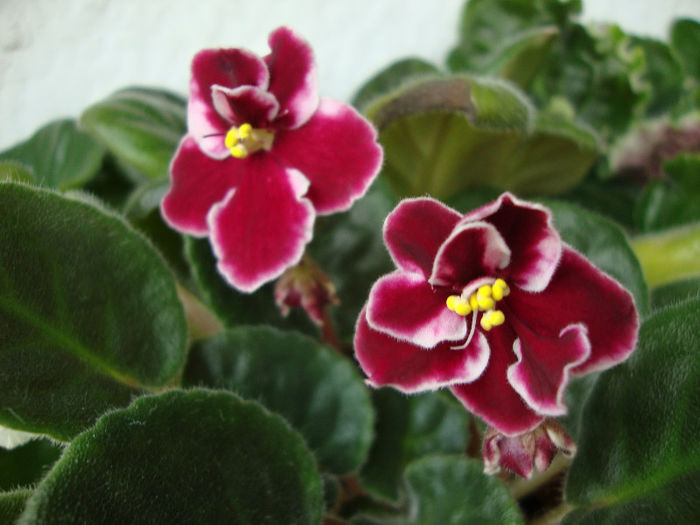 DSC06787 - Violete 2013