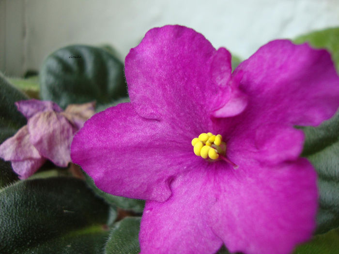 mary d - Violete 2013