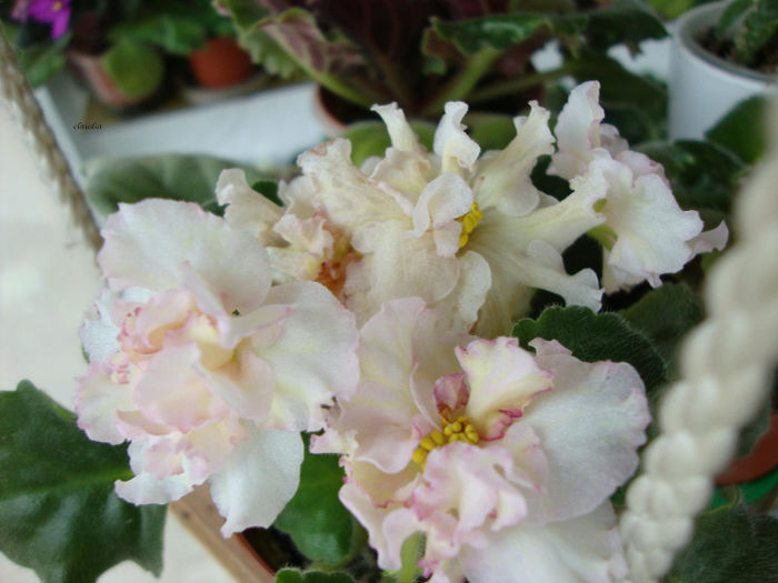 DSC06791 - Violete 2013