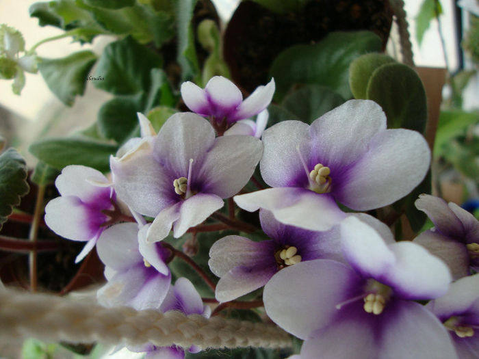 DSC06792 - Violete 2013