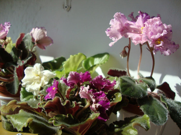 DSC06794 - Violete 2013