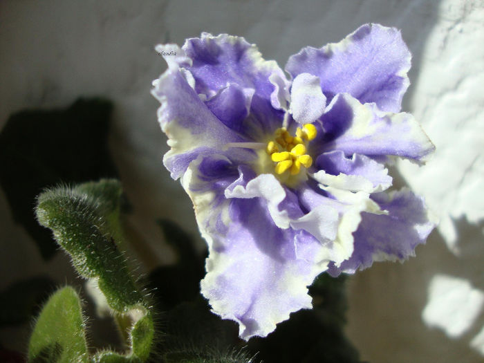 DSC06796 - Violete 2013
