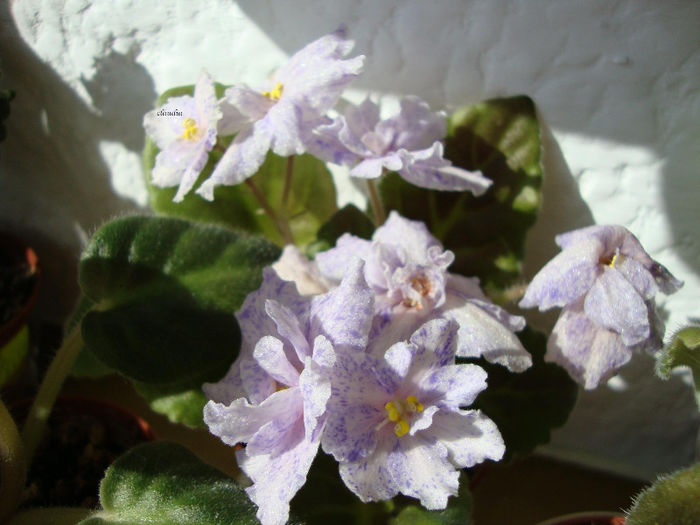 DSC06797 - Violete 2013