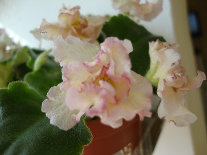 DSC06799 - Violete 2013