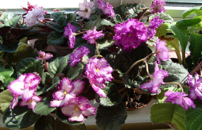 DSC06801 - Violete 2013