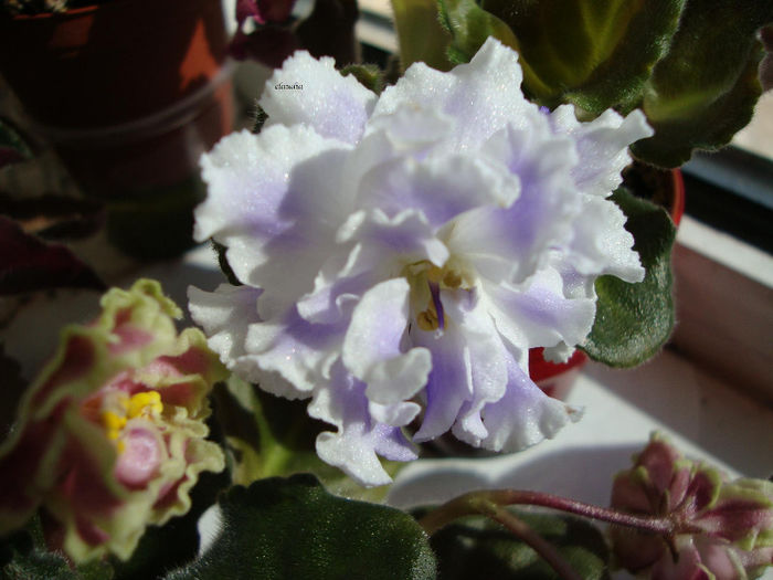 DSC06803 - Violete 2013