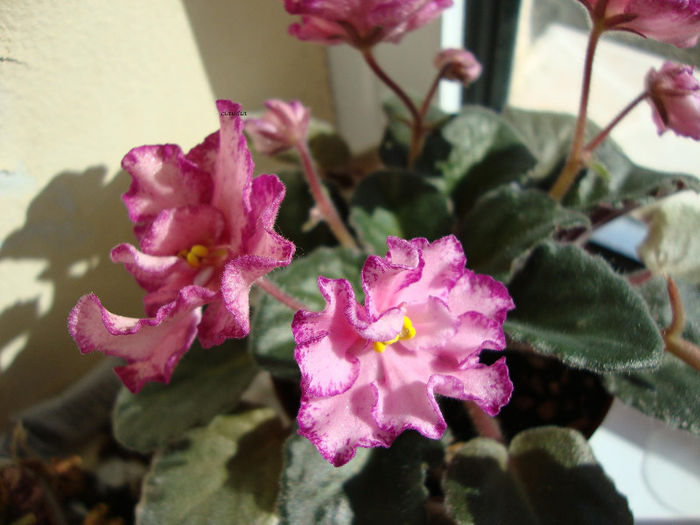 DSC06804 - Violete 2013