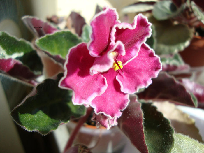 DSC06805 - Violete 2013