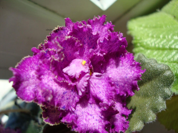 ozio - Violete 2013