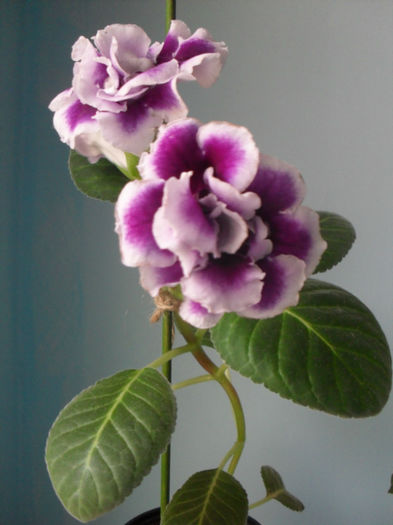 SDC10047 - GLOXINIA 2013-2014