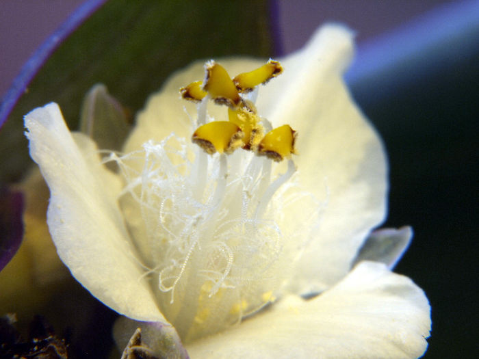 Floricica Rhoeo - Flori