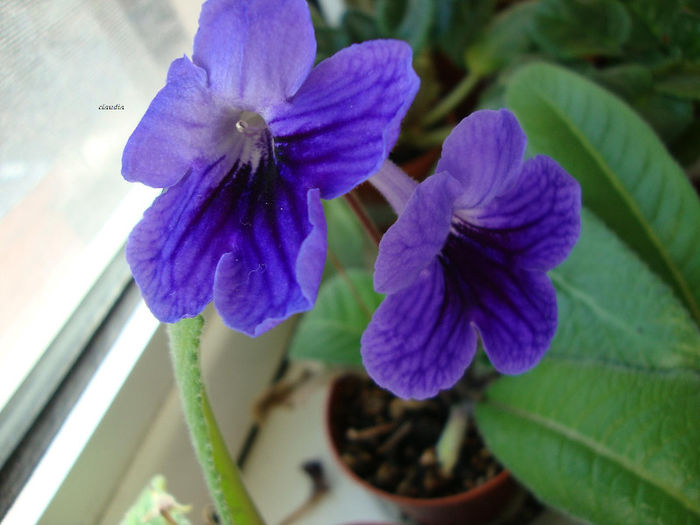 DSC06809 - Streptocarpus 2013