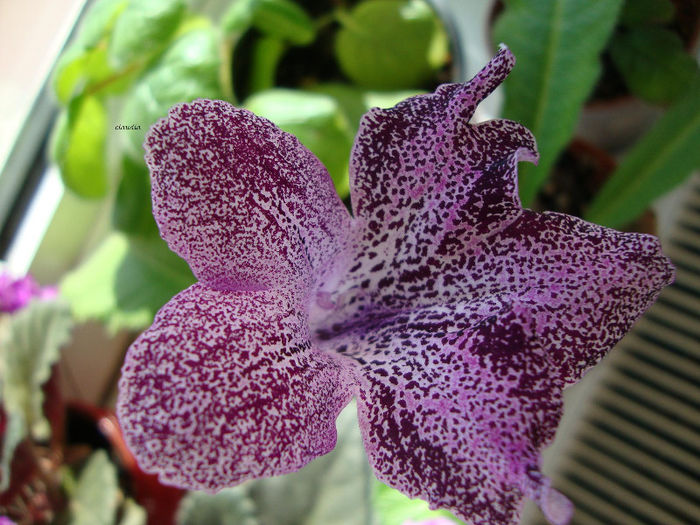 hototogisu - Streptocarpus 2013