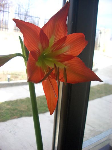 orange-floare19.03.2013 - amarillys