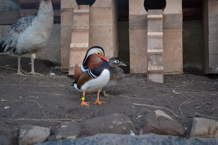 DSC_0150 - Rate Mandarin