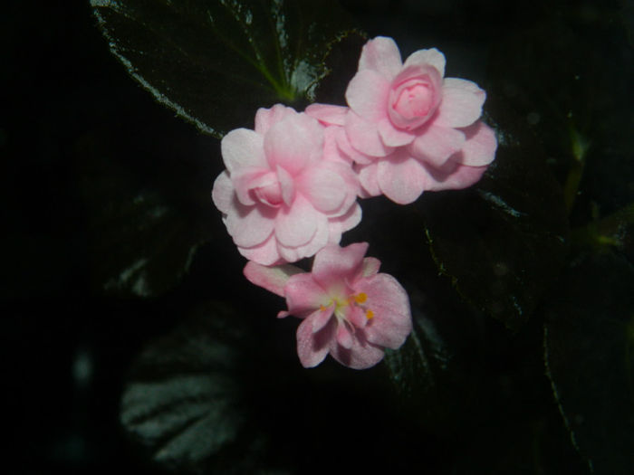 DSCN5659
