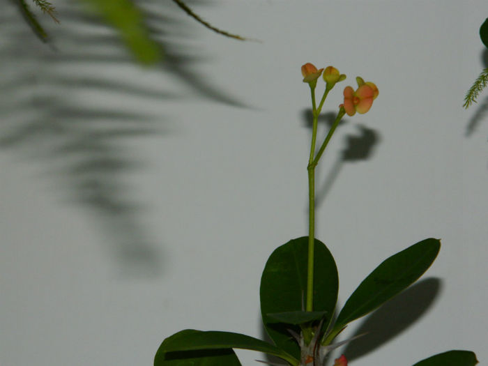 DSCN5712