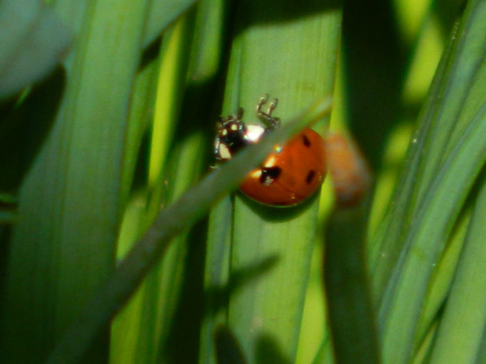 DSCN5769 - MARTIE 2013