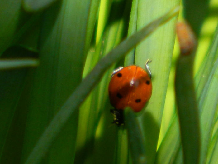 DSCN5770 - MARTIE 2013