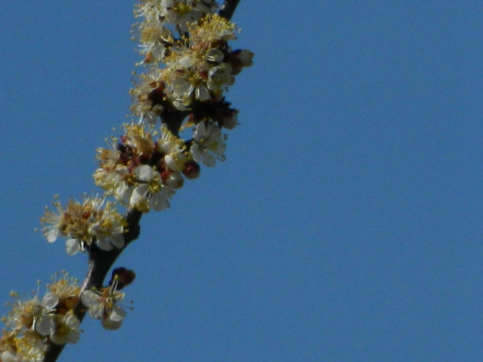 DSCN5784 - MARTIE 2013