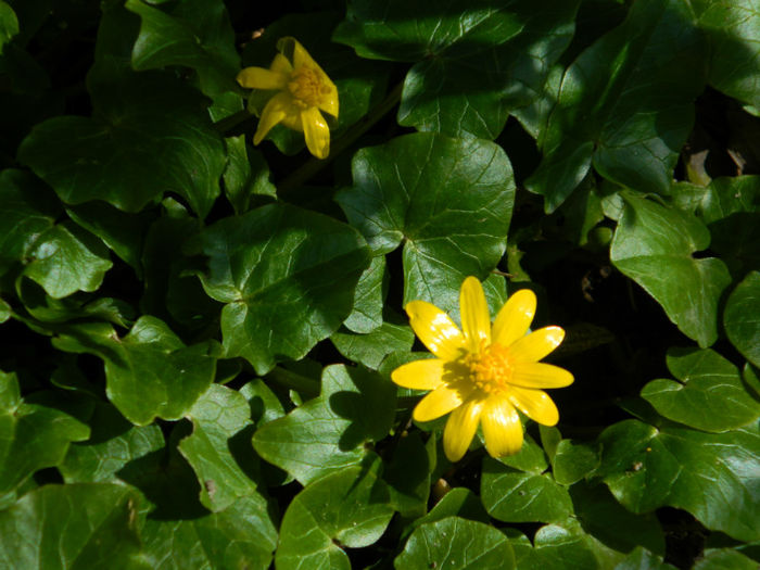 DSCN5785 - MARTIE 2013