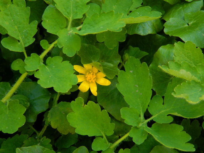 DSCN5794 - MARTIE 2013