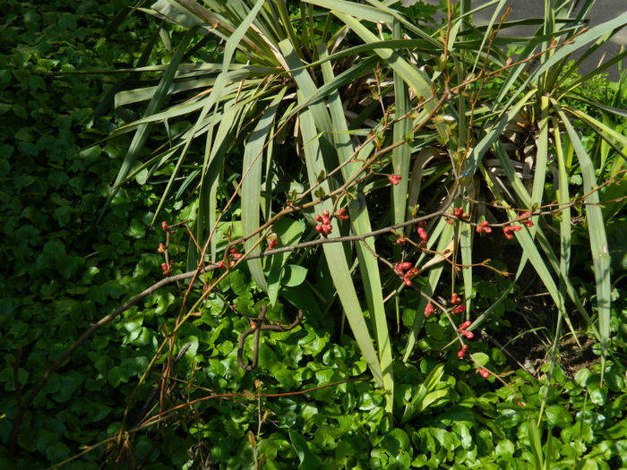 DSCN5796 - MARTIE 2013