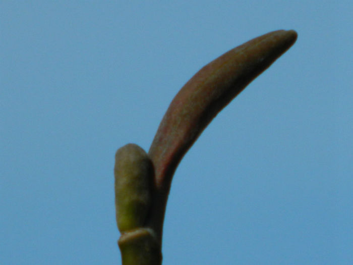 DSCN5816 SAU VIITOARE FRUNZA? - MARTIE 2013