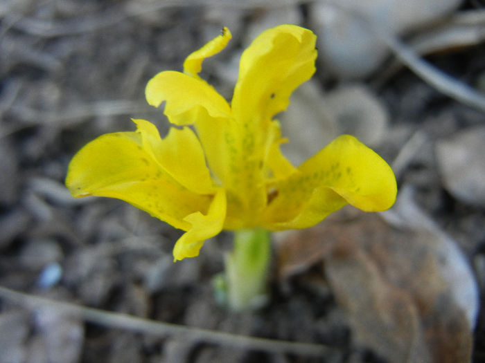 Iris danfordiae (2013, March 20) - Iris danfordiae