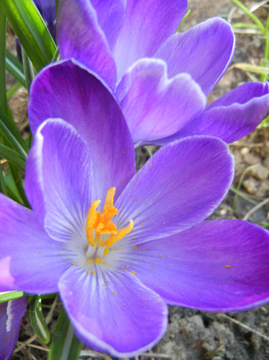 Crocus Negro Boy (2013, March 20)