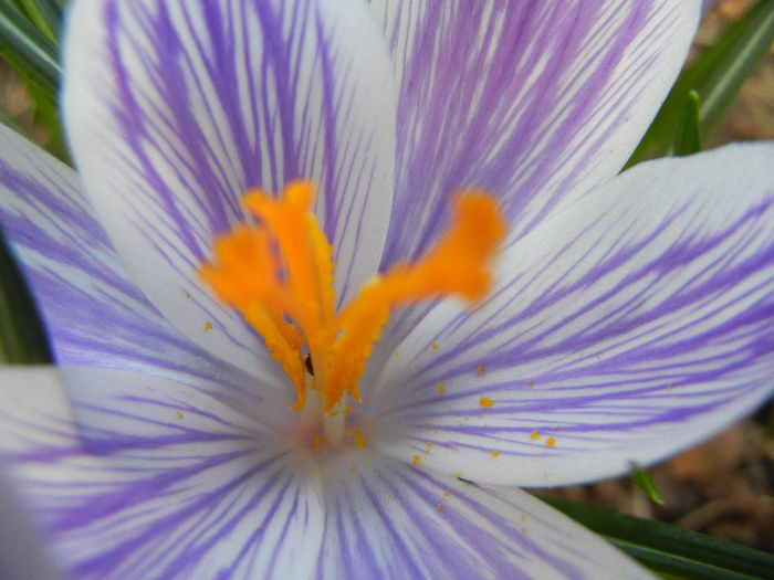 Crocus King of the Striped (2013, Mar.20)