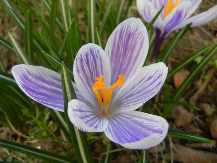 Crocus King of the Striped (2013, Mar.20)