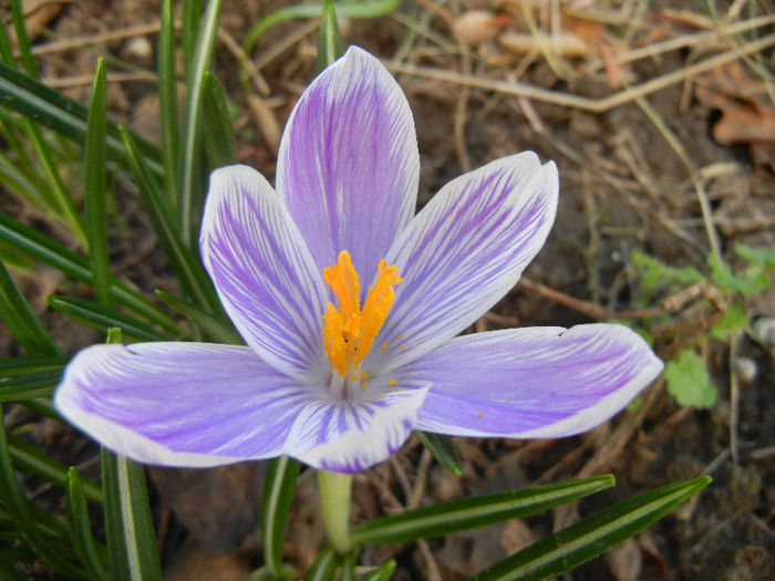 Crocus King of the Striped (2013, Mar.20)