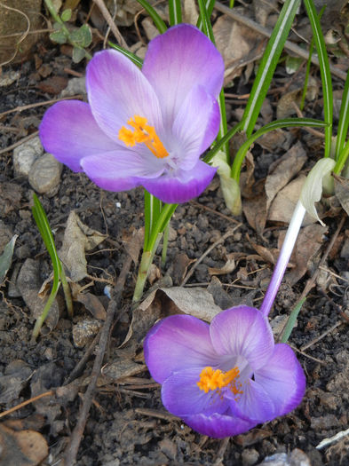 Crocus Remembrance (2013, March 20) - Crocus Remembrance