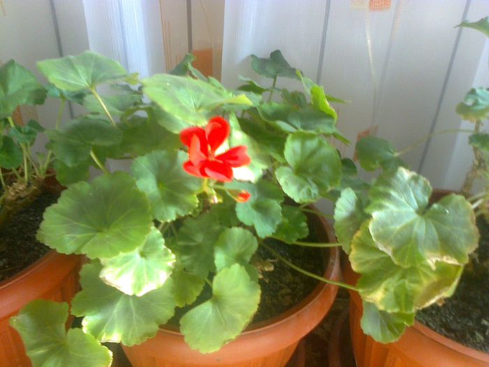 prima floare la muscata