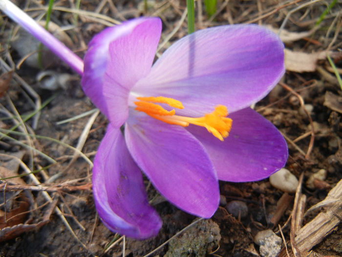 Crocus Flower Record (2013, March 20)
