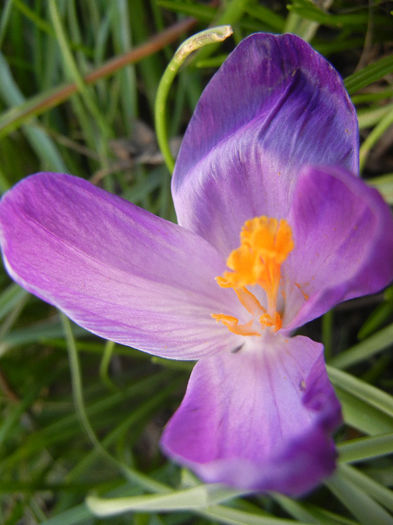 Crocus Flower Record (2013, March 20)