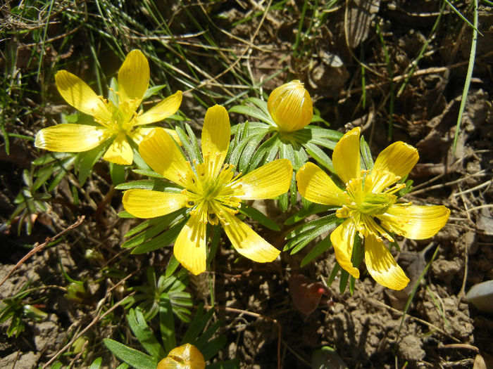 Eranthis hyemalis (2013, March 20)