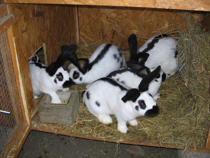 femela cu pui 3 luni 2 (2)