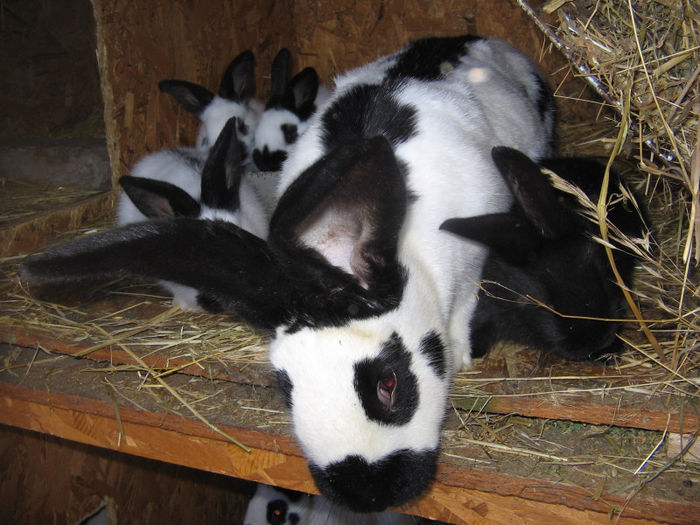 femela cu pui 4 saptamani