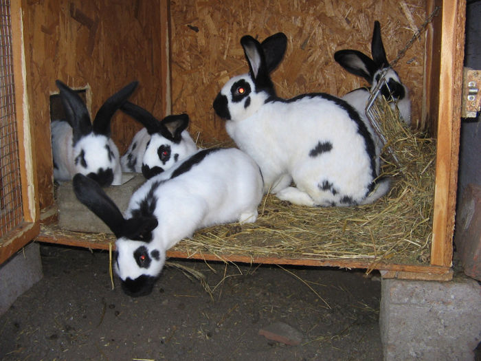 femela cu pui 12 saptamani