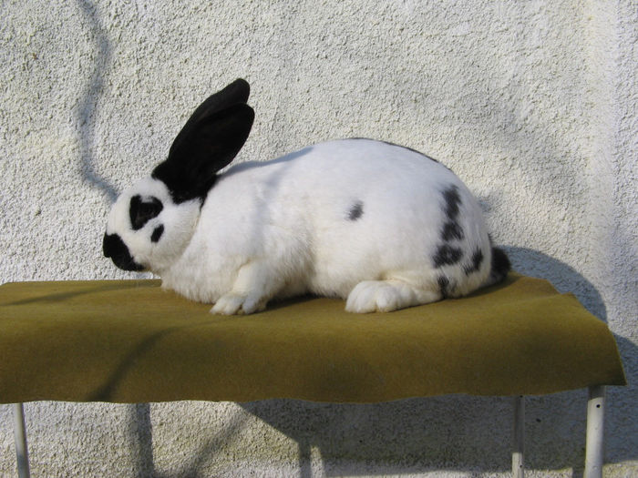 mascul 11 luni (3)-de vanzare